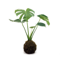 Load image into Gallery viewer, Kokedama Moss Ball Kit
