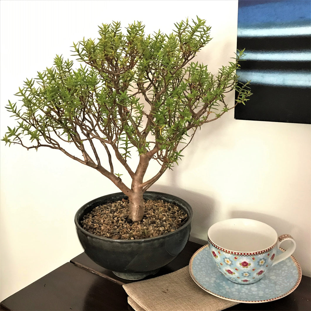 Bonsai - Medium