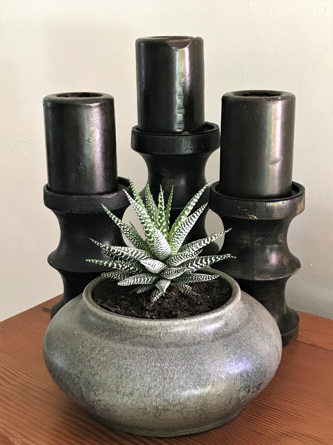 Haworthia Potted Succulent