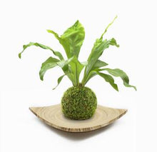 Load image into Gallery viewer, Kokedama Moss Ball Kit
