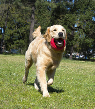 Load image into Gallery viewer, Pop-Upz Floating Dog Toy - Orange
