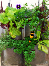 Load image into Gallery viewer, Vertical Veggie Garden With Shweshwe Trim - 4 Pocket
