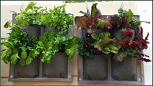 Load image into Gallery viewer, Vertical Veggie Garden With Shweshwe Trim - 4 Pocket
