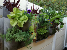 Load image into Gallery viewer, Vertical Veggie Garden With Shweshwe Trim - 4 Pocket
